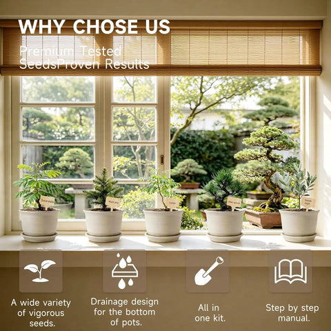 Indoor Bonsai Seed Starter Kit With Drainage Pots, 8 Tree Varieties on windowsill for gardening enthusiasts