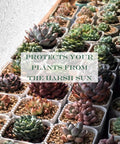 Shade Cloth Ninety Percent White 8 By 10 Foot HDPE Sun Shade Sail protecting succulents from harsh sun