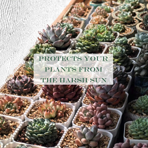 Shade Cloth Ninety Percent White 8 By 10 Foot HDPE Sun Shade Sail protecting succulents from harsh sun