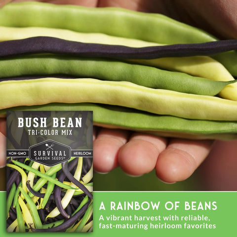 Tri Color Bush Bean Seed Mix With Green Provider Golden Wax And Royal Burgundy Purple Beans With Stringless Pods Non GMO Heirloom High Yield Varieties For Easy Garden Harvest Pack