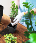 100 Pack Square Plant Nursery Pots With Drainage Holes Three And A Half Inch Plastic Seed Starter Pots in use