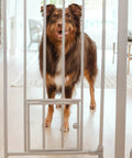 A dog behind an Extra Tall Walk-Through Pet Gate With Small Pet Door Expands From 29 To 36.5 Inches Wide Stands 36 Inches High.
