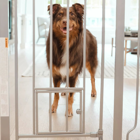 A dog behind an Extra Tall Walk-Through Pet Gate With Small Pet Door Expands From 29 To 36.5 Inches Wide Stands 36 Inches High.