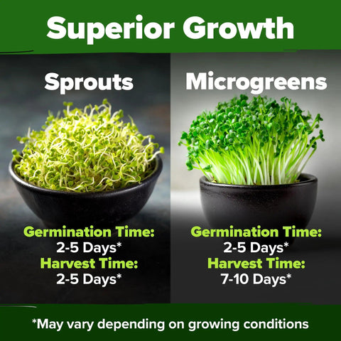 Bowls of broccoli sprout seeds and microgreens showing growth time, labeled as Broccoli Sprout Seeds 8 Oz Bulk Heirloom Non GMO