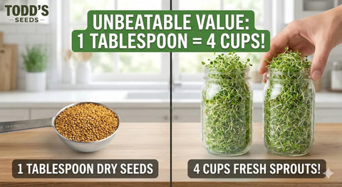 Alfalfa Sprouting Seeds No Fuss 100 Percent Chemical Free Easy To Grow Bulk Quarter Pound USA Made For Fast Growing Sprouts With High Germination And Nutritious Sweet Flavor