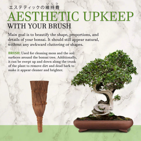 6 Inch Palm Fiber Bamboo Brush With Thick Bristles And Easy Grip Ergonomic Handle For Deep Cleaning At Home Garage And Auto Detailing Scrubbing Nooks And Crannies Eco Friendly Scrub Brush used on bonsai tree