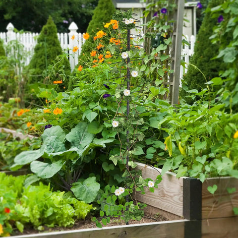 Outdoor Metal Trellis For Climbing Plants Beefy Heavy Duty Rustproof Garden Trellis 60 Inch Tall Sturdy Plant Support in garden