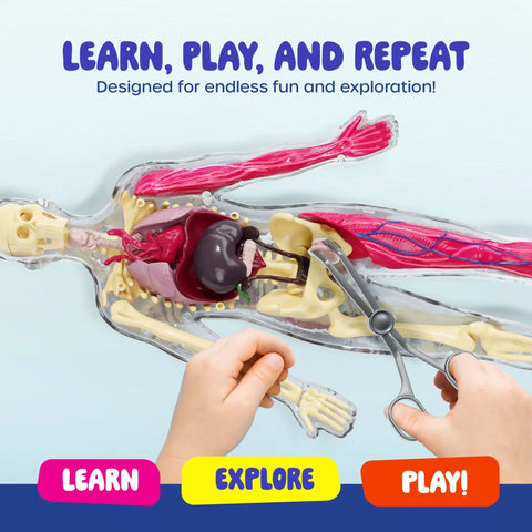 Child assembling Squishy Human Anatomy Body Model With 30 Removable Parts For Kids Aged 4 8, focusing on organs and textures.