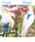 Front and back view of cockatiel wearing adjustable bird harness with 80 inch leash for outdoor flying training kit