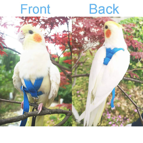 Front and back view of cockatiel wearing adjustable bird harness with 80 inch leash for outdoor flying training kit