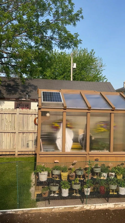 Solar Powered 12 Inch Attic Fan, 50W Quiet Yet Mighty Vent installed on a greenhouse roof for efficient airflow
