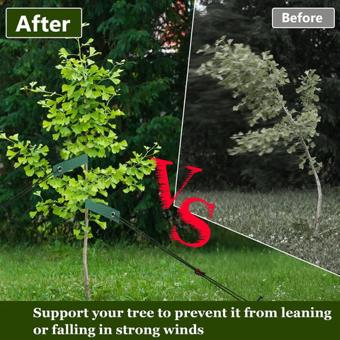 Comparison of young trees with and without Heavy Duty Tree Stake Kit With 3 Straps, 3 Steel Spikes, And 39 Ft Rope for windproof support