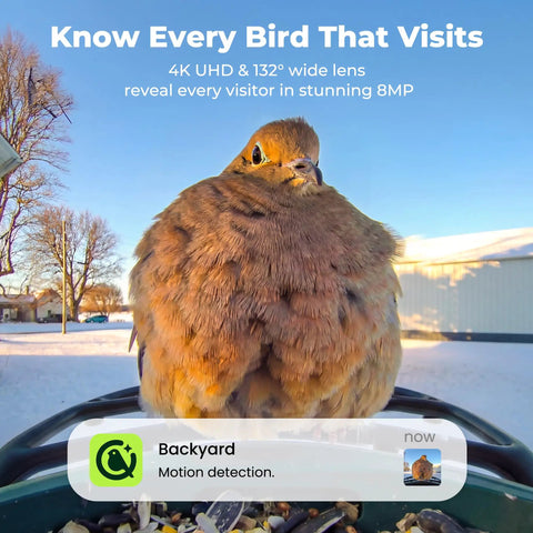 Solar Powered Smart Bird Feeder With Camera AI Species ID 8MP Photos And 4K Ultra HD Video Live Stream For Outdoors Must Have Gift For Bird Lovers Easy Setup And Durable Green Feeder showing a bird in focus.