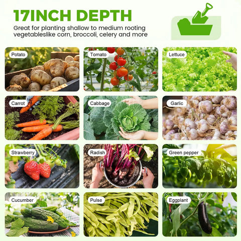 Collage of vegetables including potato, tomato, lettuce, carrot, cabbage, garlic, strawberry, radish, green pepper, cucumber, beans, and eggplant