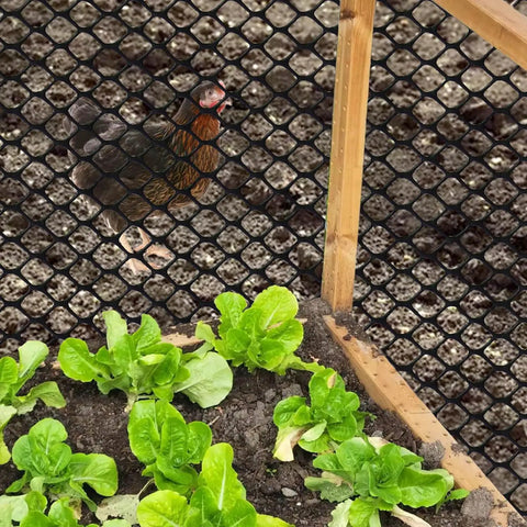 Black Plastic Wire Mesh Roll 15.7In By 10Ft Chicken Wire Fence For Poultry, enclosing garden with chicken and plants visible.