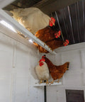 Chickens roosting inside the Sweetwater Cedar Chicken Coop For 4 To 6 Chickens With Roosting Bars and Galvanized Steel Roof.