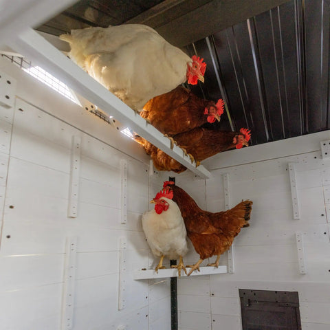 Chickens roosting inside the Sweetwater Cedar Chicken Coop For 4 To 6 Chickens With Roosting Bars and Galvanized Steel Roof.