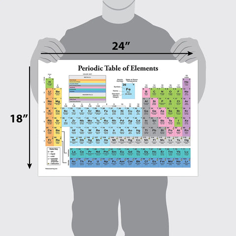 Three Pack Periodic Table Poster And Muscular And Skeletal System Anatomy Charts 18 By 24 Inches Each Laminated Tear Resistant Classroom Posters For Totally Easy Study And Quick Reference showing periodic table held by person, 18x24 inches.