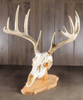Dope Solid Oak Skull Display Kit For Table Or Wall Mount, Reversible Euro Style Display Shelf For Bear, Whitetail Deer, Mule Deer And Sheep Skulls, Includes Hardware And Full Instructions, Skull Not Included with mounted deer skull