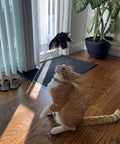 Cat playing with Real Quail Wing On String Cat Toy For Interactive Play And Training With Bird Scent Great For Cats And Dogs