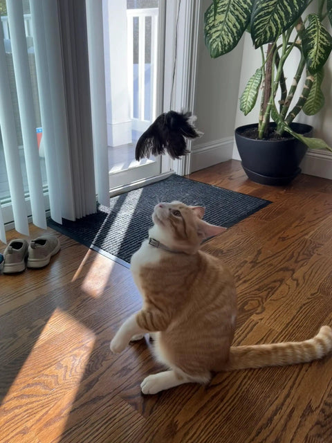 Cat playing with Real Quail Wing On String Cat Toy For Interactive Play And Training With Bird Scent Great For Cats And Dogs