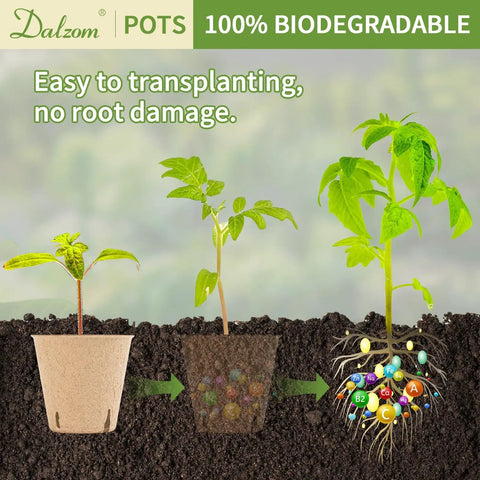 Diagram of 60 Pack 3.1 Inch Biodegradable Peat Pots With 60 Plant Labels, illustrating plant growth stages and root development.