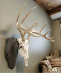 Euro Style Skull Display Kit in Rustic Pine for Wall or Table Mounts with deer skull in living room setup
