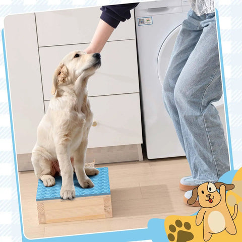 Dog sitting on Dog Training Platform With Non Slip Surface Place Board For Agility Obedience Training Portable Pivot Box Puppy Stand For Indoor Or Outdoor Use Blue 11.81 By 11.81 By 3.94 Inches