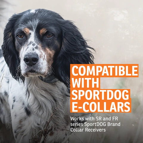 Dog wearing e-collar for Replacement Probes for E Collars Half Inch Long Contact Points With O Ring Kit, background text