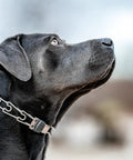 Black dog wearing an Adjustable Prong Collar With Quick Release ClicLock Buckle And 360 Degree Swivel For Small To Medium Dogs Up To 15 Inch Neck 2.25mm Prongs Stainless Steel Training Collar, side view.