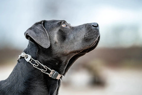 Black dog wearing an Adjustable Prong Collar With Quick Release ClicLock Buckle And 360 Degree Swivel For Small To Medium Dogs Up To 15 Inch Neck 2.25mm Prongs Stainless Steel Training Collar, side view.
