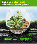All In One Terrarium Kit With Premium Soil Mix Pumice Zeolite Moss Sphagnum Moss Decorative Stones Mesh And Tools For DIY Terrariums