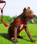 Brown dog wearing a red harness sitting on grass with a person holding a matching red leash.