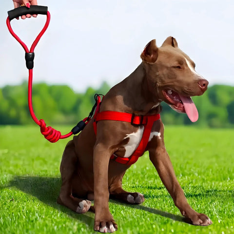 Brown dog wearing a red harness sitting on grass with a person holding a matching red leash.