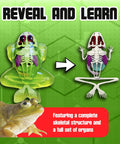 Frog Dissection Kit For Kids Ages 6 Plus With Carvable Model Dissecting Tray Plastic Tools And Clear Instructions, frog anatomy model