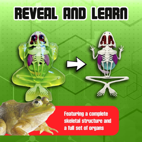 Frog Dissection Kit For Kids Ages 6 Plus With Carvable Model Dissecting Tray Plastic Tools And Clear Instructions, frog anatomy model