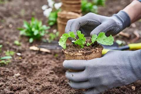 Gardener planting seedling in 100 Pack 4 Inch Organic Peat Pots For Seed Starting Biodegradable Plantable Nursery Pots With Drainage Holes for Small Seedlings