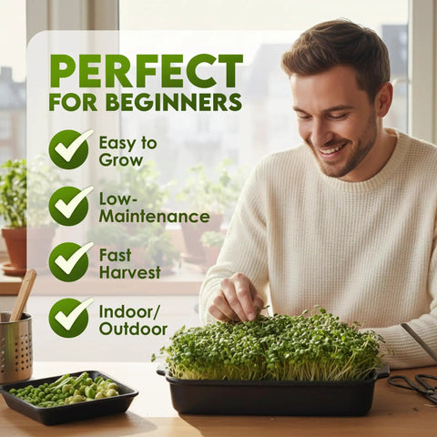 Man tending to Alfalfa Sprouting Seeds Non GMO Organic For Quick No Fuss Easy Homegrown Sprouts Premium Resealable 16oz Bag Packed With Nutrients Vitamins Fiber And Minerals Easy To Grow And Fresh For Planting sprouting tray indoors.