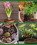 Various potted plants with different growth stages, illustrating the use of Organic Seed Starter Mix For Fast Germination And Strong Root Systems
