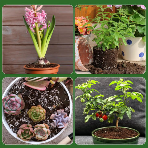 Various potted plants with different growth stages, illustrating the use of Organic Seed Starter Mix For Fast Germination And Strong Root Systems