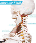Life Size Human Skeleton Model With Nervous System 206 Articulated Bones 70.8 Inch Rolling Stand with removable skull feature