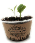 All In One Plant Growing Kit for Indoor Garden With 60 Plus Varieties Including Basil Lettuce Tomatoes And Strawberries Recyclable Cups Soil Included Easy Setup Perfect Starter For Home Gardeners with young seedlings