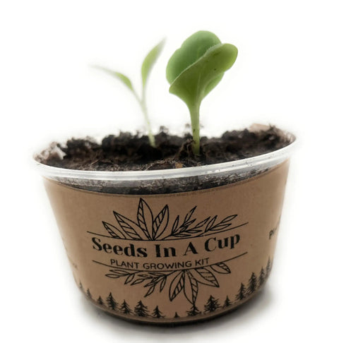 All In One Plant Growing Kit for Indoor Garden With 60 Plus Varieties Including Basil Lettuce Tomatoes And Strawberries Recyclable Cups Soil Included Easy Setup Perfect Starter For Home Gardeners with young seedlings