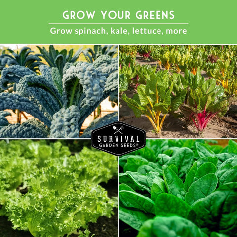 Five Heirloom Leafy Greens Seed Variety Pack For Cool Season Gardens Including Viroflay Spinach, Arugula, Lacinato Kale, Salad Bowl Lettuce, And Rainbow Swiss Chard Non GMO Seeds For Your Home Garden displayed with kale, chard, lettuce, and spinach plants.