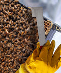 Close-up of Five Pack Beehive Tool Set With J Hook Frame Lifter And Scraper Stainless Steel Beekeeper Tools With Red Handles in use.