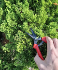 Ultra Lightweight Micro Tip Harvesting Snips For Herbs Flowers Veggies With 65g Weight, Spring Action And Safety Lock, HRC60 Steel Blades, Made In Japan Pruning Scissors being used on green foliage