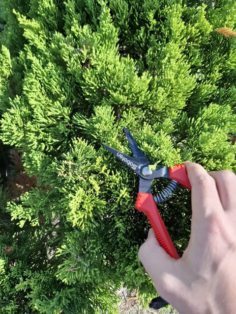 Ultra Lightweight Micro Tip Harvesting Snips For Herbs Flowers Veggies With 65g Weight, Spring Action And Safety Lock, HRC60 Steel Blades, Made In Japan Pruning Scissors being used on green foliage