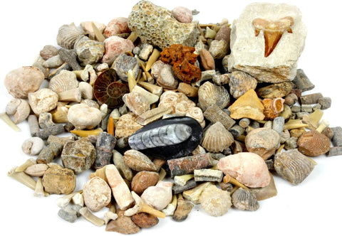 Fossil Sorting Activity Kit With Over 100 Real Fossils, 20 Varieties, Color ID Cards, ID Sheets, Magnifying Glass, Bags and Shark Teeth
