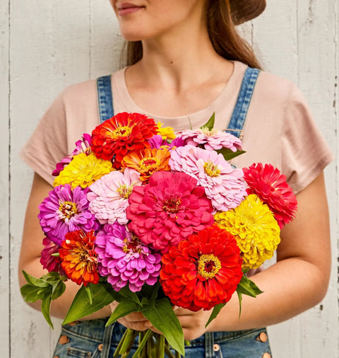 Woman holding a bouquet of bright zinnia flowers in various colors, showcasing blooms of Giant Flowered Zinnia Seeds Mix In Bright Colors.