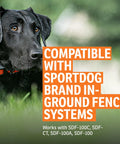 Dog wearing collar compatible with SportDog in-ground fence system, text overlay states compatibility.